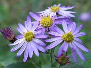 季節の花 野菊 のぎく 法林寺だより つれづれ日記 フォト歳時記